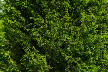 green background. Thuya. Sprigs of green coniferous tree.
