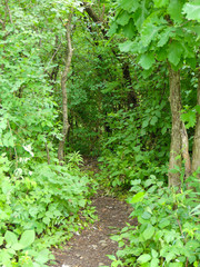 Fototapeta premium CUFF LLC