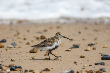 Dunlin shore bird walking on the beach. Coastal seaside bird life.