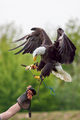 American bald eagle with falconer. Bird of prey at falconry display. - obrazy, fototapety, plakaty