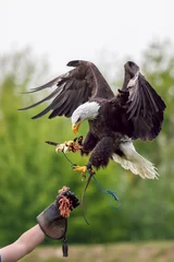 Store enrouleur tamisant Aigle Pygargue à tête blanche américain avec fauconnier. Oiseau de proie à l& 39 exposition de fauconnerie.