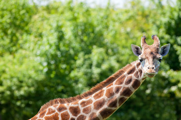 Giraffe (Giraffa camelopardalis) portrait. African wildlife safari image with copy space.