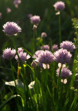 Purple flowers. Blooming onions.