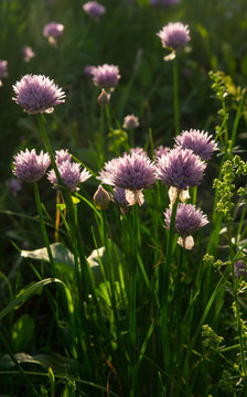 Purple flowers. Blooming onions.