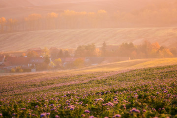 Cozy settlement surrounded by sunny agricultural fields, purple phacelia flowers, beautiful countryside landscape in soft sunset light, South Moravia, Czech Republic, tilt-shift effect