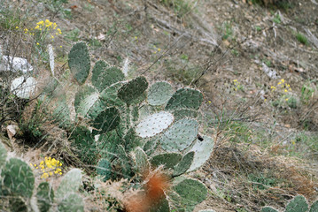 cactus plant
