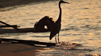 heron in the surf