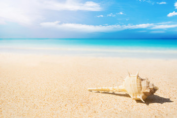 Fototapeta na wymiar shell on the sand beach