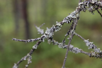 grauweiße Flechten an einem Ast im Wald