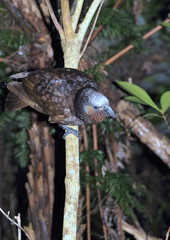 New Zealand Kaka Parrot