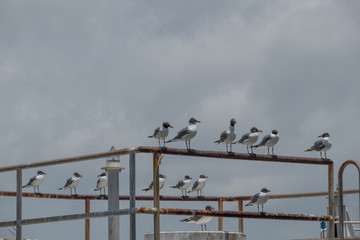 Seagulls riding along on a Ferry