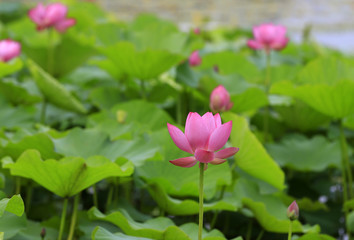 Obraz premium Blooming lotus