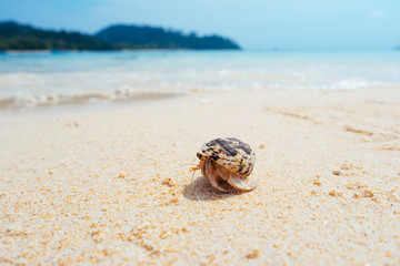 hermit crab on sand beach