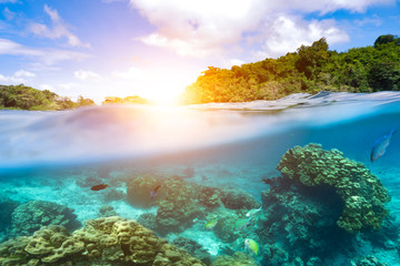 Design templates with underwater parts and coral