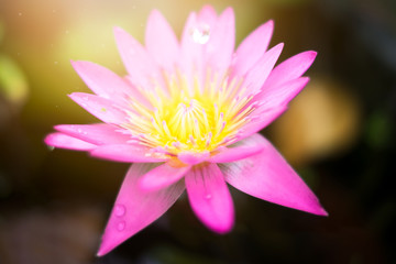 Pink lotus