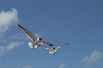 Seagulls flying with Blue Sky and Clouds in Background