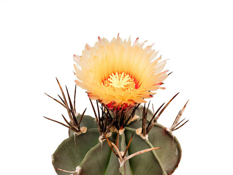 Astrophytum mytostigma blooms in orange, isolated