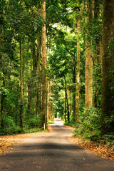 Obraz premium Road in dense rainforest