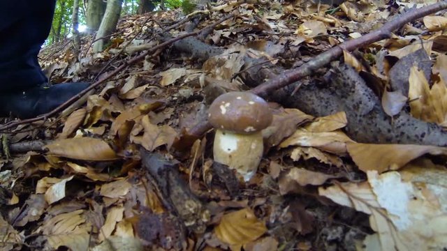 Collecting mushrooms in summer forest