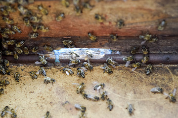 A beehive, a view from the inside. The bee-hut. Honey bee. Entrance to the hive.