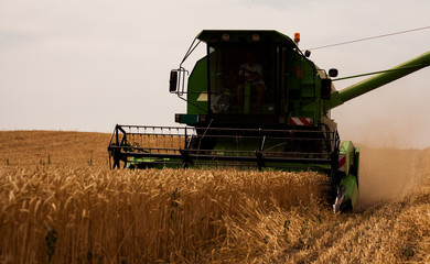 Fototapeta premium Combine harvester agriculture machine harvesting wheat field, aerial view