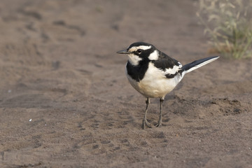 african pied wagtail that stands on a sandy beach in the Nile Valley