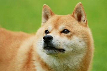 Shiba inu looking up