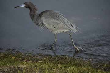 bird walking in the water