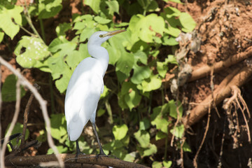 cattle egret which stands on a dry branch in coastal thickets