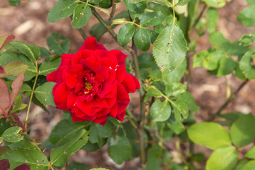 Vibrant red rose with green leaves on the background
