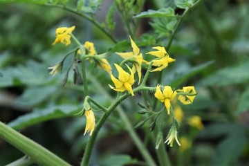 トマト栽培・家庭菜園