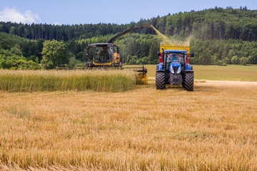 Combines harvesting grains and filling tractor trailer in summer on field