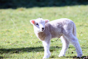Spring Lamb