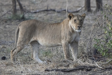female African lion who stands under a bush next to the remains of the antelope korrigum in the late evening