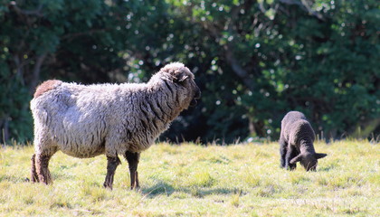 Black Sheep and Lamb