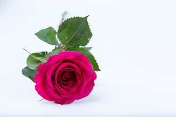 Red vibrant rose isolated on white background - frontal view