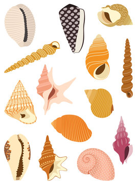 Sea snail shells collection isolated on white background