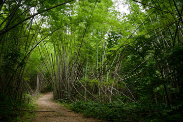 Fototapeta na wymiar bamboo forest in asia