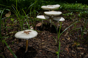 Asia Forest Mushroom