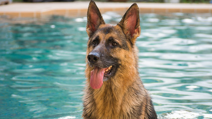 German Shepherd dog in pool