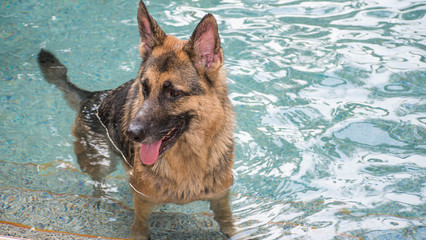 German Shepherd dog in pool