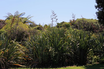 Obraz na płótnie Canvas New Zealand Flax in Flower