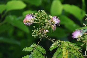 ネムの木・花