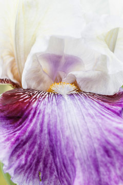 Beautiful multicolored iris flower.