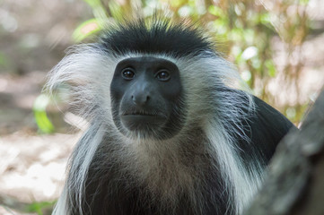 Colobus Monkey Face