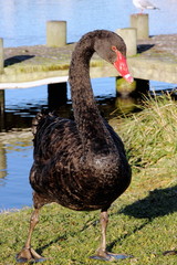 Black Swan