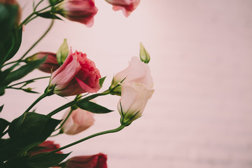 beautiful flower, pink background