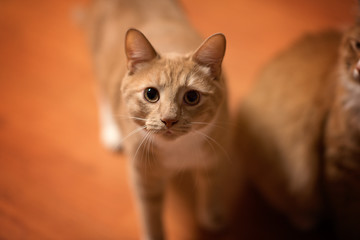 Close-up of Tabby Cat