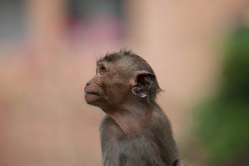 可愛いサル