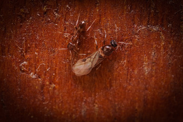 Wood ants, Formica extreme close up with high magnification, carrying their eggs to anew home, in a wooden background